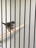 Bichenow man ruilen, Dieren en Toebehoren, Mannelijk, Tropenvogel, Geringd