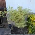 Japanse Esdoorn €35,00 (ongeveer 95 cm), Ophalen, Bloeit niet, Halfschaduw, Overige soorten