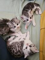 Schattige Kittens op zoek naar een liefdevol thuis!, Dieren en Toebehoren, Katten en Kittens | Raskatten | Korthaar, Meerdere dieren