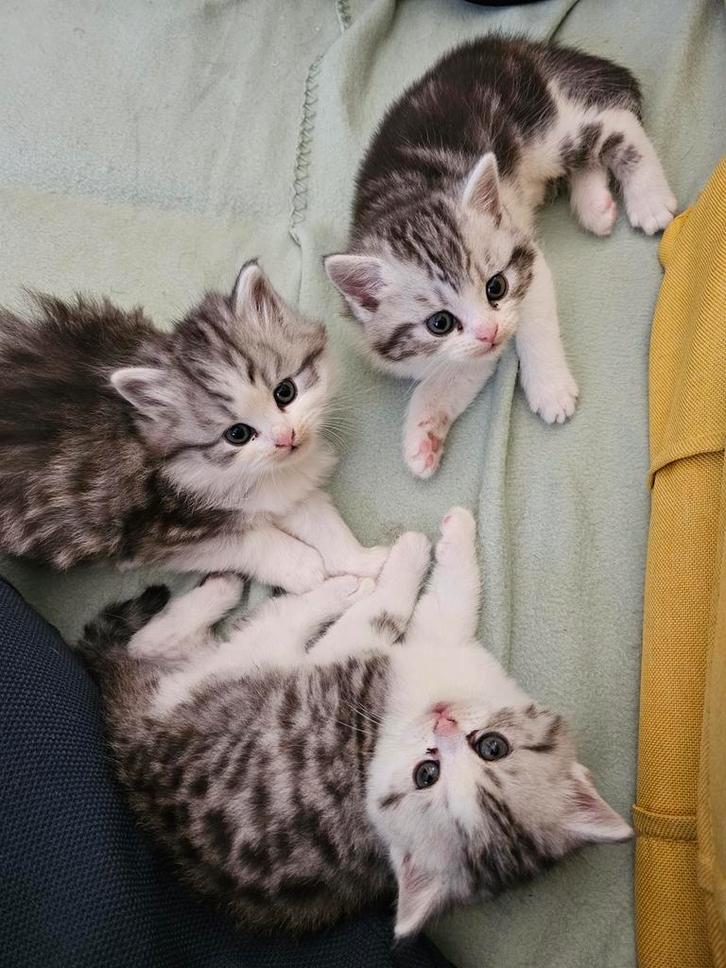 Schattige Kittens op zoek naar een liefdevol thuis!, Dieren en Toebehoren, Katten en Kittens | Raskatten | Korthaar, Meerdere dieren