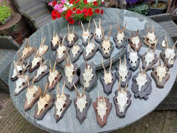 Reebok gewei diversen geweitjes beschikbaar voor biedingen