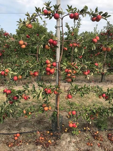 Fruitbomen in leivorm / Leibomen / Appel, Tuin en Terras, Planten | Fruitbomen, Appelboom, 100 tot 250 cm, Halfschaduw, Lente