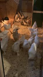 Witte brahma hanen, Dieren en Toebehoren, Pluimvee, Mannelijk, Kip