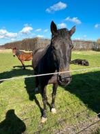 3 pony’s en 1 paard, Dieren en Toebehoren, Paarden, Springpaard, Minder dan 160 cm, Gechipt, 7 tot 10 jaar