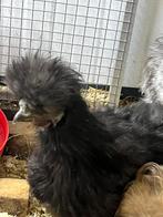 Gratis jonge hanen, Dieren en Toebehoren, Pluimvee, Mannelijk, Kip