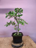 Bonsai ginkgo dubbelstoktype 8jaar, Bloeit niet, Halfschaduw, Minder dan 100 cm, Overige soorten