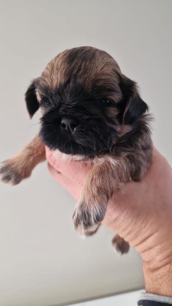 1 Prachtige Shih Tzu Pup - Reutje, Dieren en Toebehoren, Honden | Chihuahua's en Gezelschapshonden, Reu, Overige rassen, Particulier