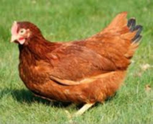 Rhode Ishlanders kippen., Dieren en Toebehoren, Pluimvee, Kip, Vrouwelijk