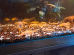 Diverse aquarium vissen, Dieren en Toebehoren, Vis