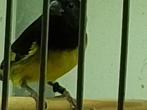 Tekoop geelbuiksijs mannen, Dieren en Toebehoren, Mannelijk, Tropenvogel, Geringd