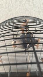 Agapornis, Geslacht onbekend, Dwergpapegaai of Agapornis, Tam