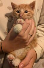 Rood katertje, Dieren en Toebehoren, Kater, Kortharig, 0 tot 2 jaar