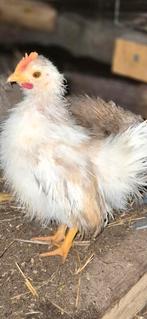 Serama haan  b   klasse, Dieren en Toebehoren, Pluimvee, Mannelijk, Kip
