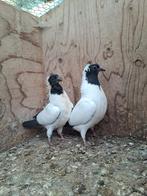 Jonge nonduiven, Dieren en Toebehoren, Meerdere dieren