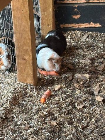 Jonge cavia mannetjes 5 weken beschikbaar voor biedingen