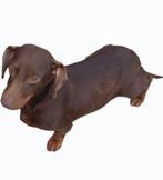 Kaninchen  teckel teefje Diva  te koop., Kaninchen, 1 tot 2 jaar, Korthaar, Teef