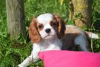 Cavalier King Charles spaniel pups direct beschikbaar, Dieren en Toebehoren, Honden | Retrievers, Spaniëls en Waterhonden, Rabiës (hondsdolheid)
