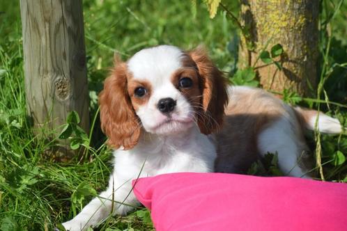 Cavalier King Charles spaniel pups direct beschikbaar, Dieren en Toebehoren, Honden | Retrievers, Spaniëls en Waterhonden, Meerdere dieren