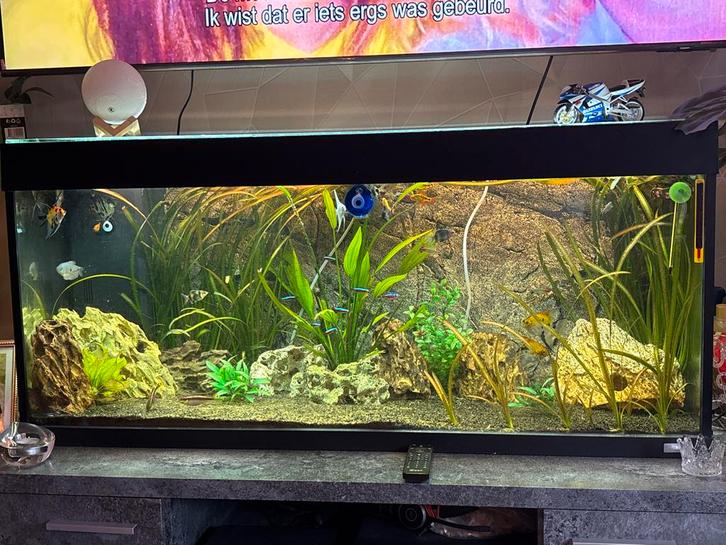 Aquarium incl tropische vissen, Dieren en Toebehoren, Vissen | Aquaria en Toebehoren, Gebruikt, Gevuld zoetwateraquarium, Ophalen of Verzenden