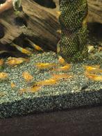 Te koop Orange Rili garnalen, Dieren en Toebehoren, Kreeft, Krab of Garnaal