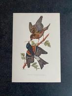 10 prenten zangvogels 16,5x24 cm samen 20 euro oa keep, Ophalen of Verzenden, Natuur en Biologie