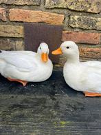 Witte kwakers, Dieren en Toebehoren, Pluimvee, Meerdere dieren, Eend