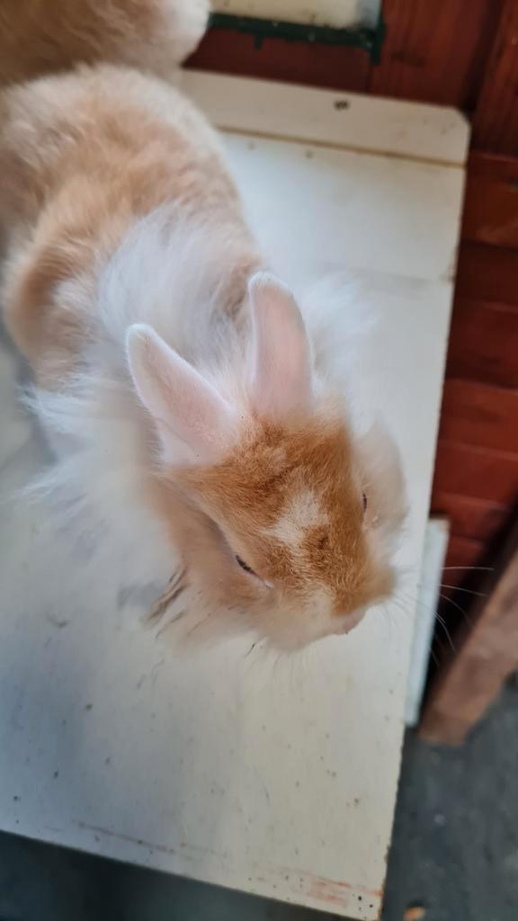 Jonge kruising baard teddy dwerg konijnen, Dieren en Toebehoren, Konijnen, Dwerg, Meerdere dieren
