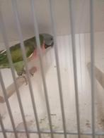 Koppel roseborst parkiet, Dieren en Toebehoren, Meerdere dieren, Parkiet