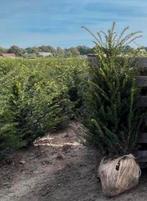 Taxus haagplanten, Tuin en Terras, Planten | Bomen, Ophalen of Verzenden, Halfschaduw