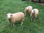 Swifter Stamboek dekramlammeren, Dieren en Toebehoren, Mannelijk, Schaap, 0 tot 2 jaar