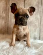 Franse bulldog pup reutje, Dieren en Toebehoren, Honden | Bulldogs, Pinschers en Molossers, Particulier, Bulldog, Reu, Nederland