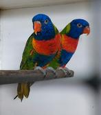 Te Koop >>> Koppel >>> Lorries v/d Blauwe Bergen, Meerdere dieren, Parkiet, Geringd