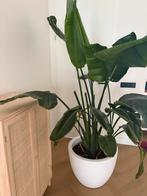 Strelitzia ruim 2m, Ophalen