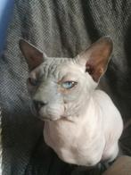 Bluepoint sphynxkater zoekt gouden mand, Dieren en Toebehoren, Katten en Kittens | Raskatten | Korthaar, Kater