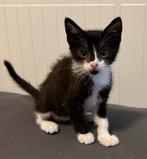 Snoezig jong katertje., Kater, Kortharig, 0 tot 2 jaar