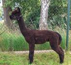 ZWARTE ALPACAS, Dieren en Toebehoren, Mannelijk