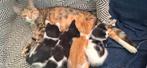Hele mooie lieve kittens, Dieren en Toebehoren