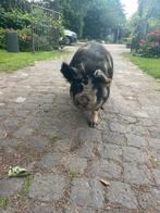 Kune kune varkens zeugen zeugjes, Dieren en Toebehoren, Vrouwelijk, Varken