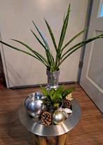 Vintage Kerstdecoratie met Sansevieria stekken Kandelaar, Ophalen, Halfschaduw, Minder dan 100 cm