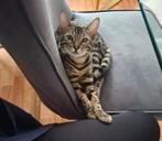 Bengaalse kitten TE KOOP!, Poes, Kortharig, 0 tot 2 jaar