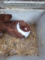 Strasserduif, Dieren en Toebehoren, Vogels | Duiven, Meerdere dieren, Overige soorten