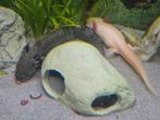 Axolotl baby's