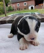 Boulab pups, CDV (hondenziekte), 8 tot 15 weken, Meerdere, Meerdere dieren