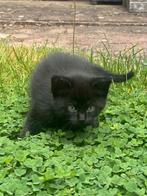 Lieve kittens, Zoeken een nieuw mandje., Meerdere dieren, Kortharig, 0 tot 2 jaar