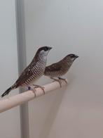 4-2 Ceres amadines, Dieren en Toebehoren, Vogels | Overige Vogels, Meerdere dieren, Tropenvogel, Geringd