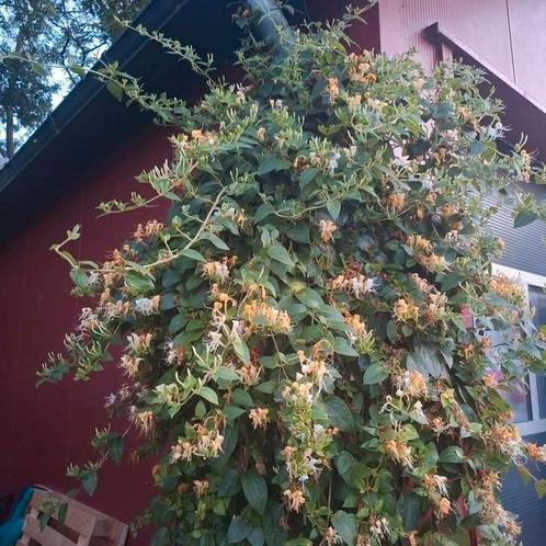 Kamperfoelie, Tuin en Terras, Planten | Tuinplanten, Overige soorten, Halfschaduw, Zomer, Ophalen