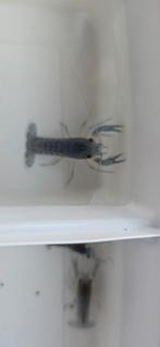 Blauwe florida kreeftjes, Kreeft, Krab of Garnaal