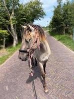 Verzorgster gezocht/aangeboden in bruikleen, Dieren en Toebehoren, Ophalen