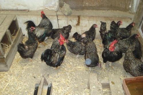 Barnevelder KRIEL en cochin  broedeieren, Dieren en Toebehoren, Pluimvee, Kip, Geslacht onbekend