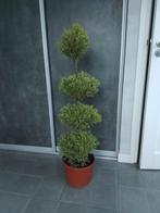 Sier conifeer, Tuin en Terras, Ophalen, Conifeer, 100 tot 250 cm
